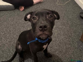 Mixed Breed dogs 6 month, Male Staffy x Cane Corso - Advert 5