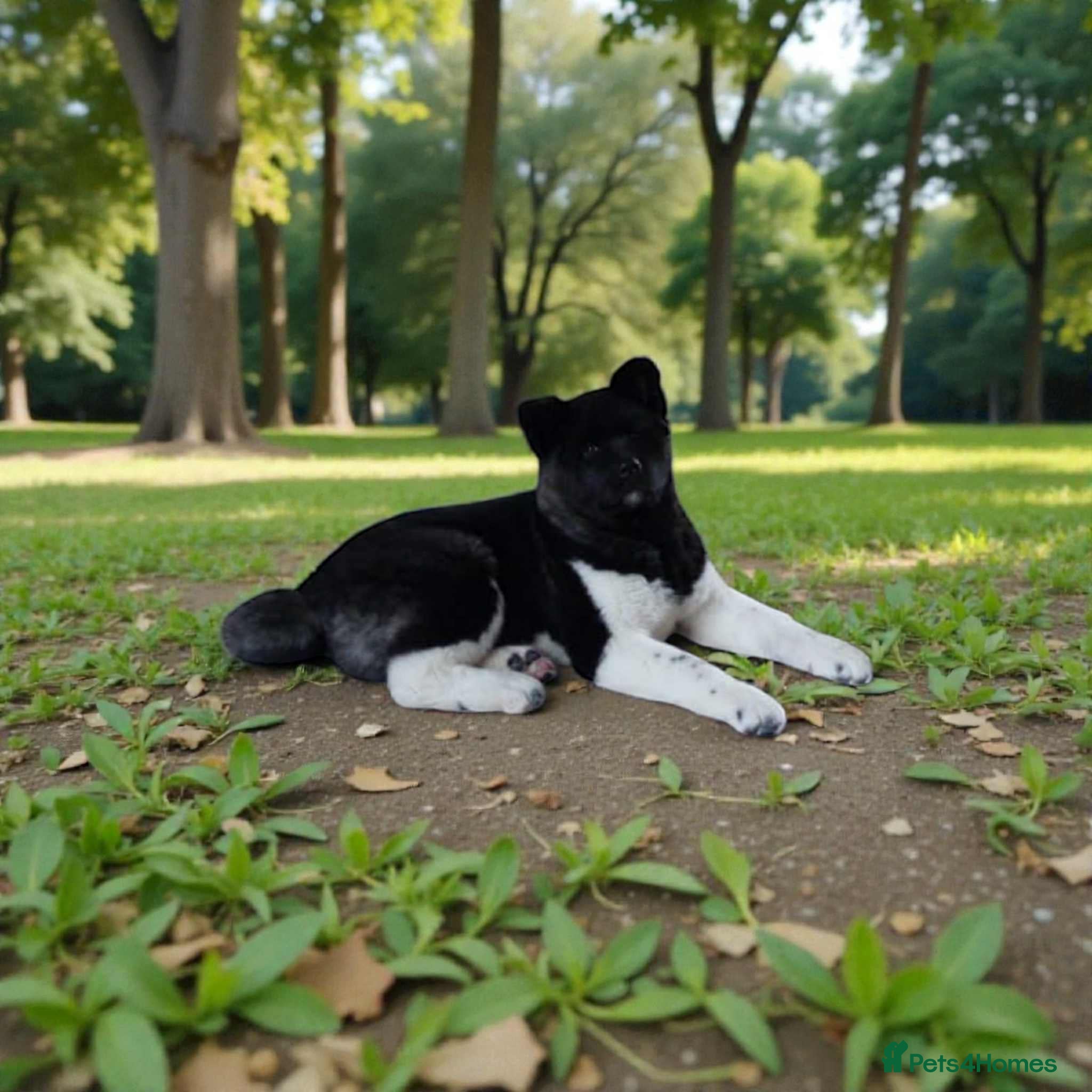 Akita dogs Quality Akita Baby Girl (KC Registered) - Advert 15