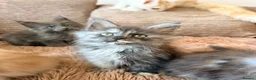 Maine Coon cats for sale: Tica registered mainecoon kittens (some polys)  - Advert 7