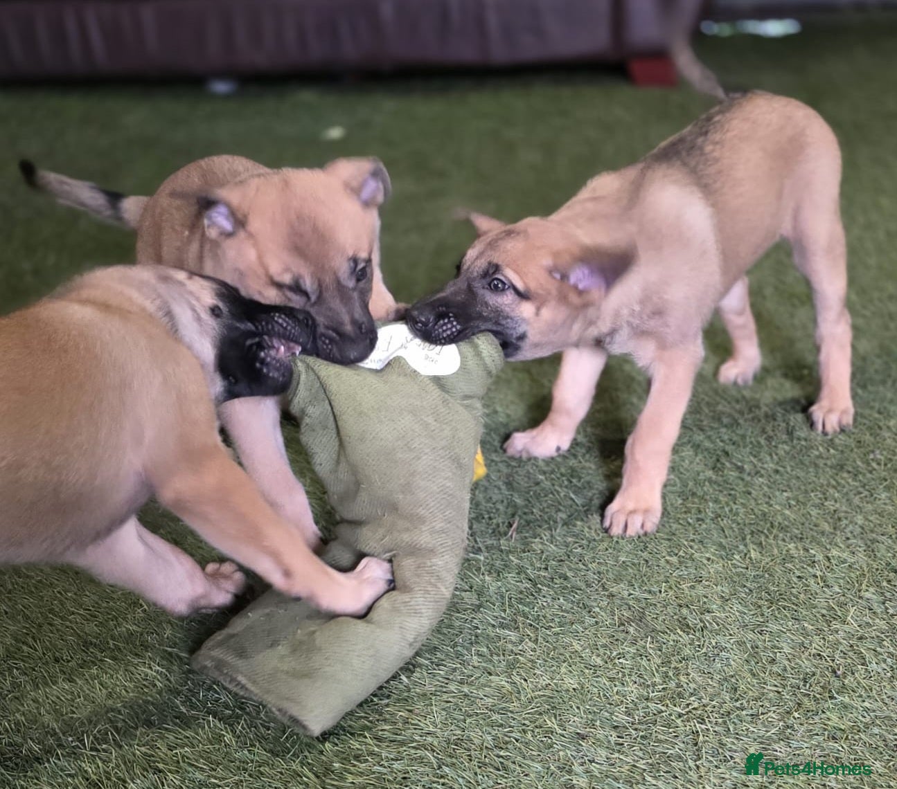 Belgian Shepherd Dog dogs READY NOW Belgian Malinois Pups  - Advert 1