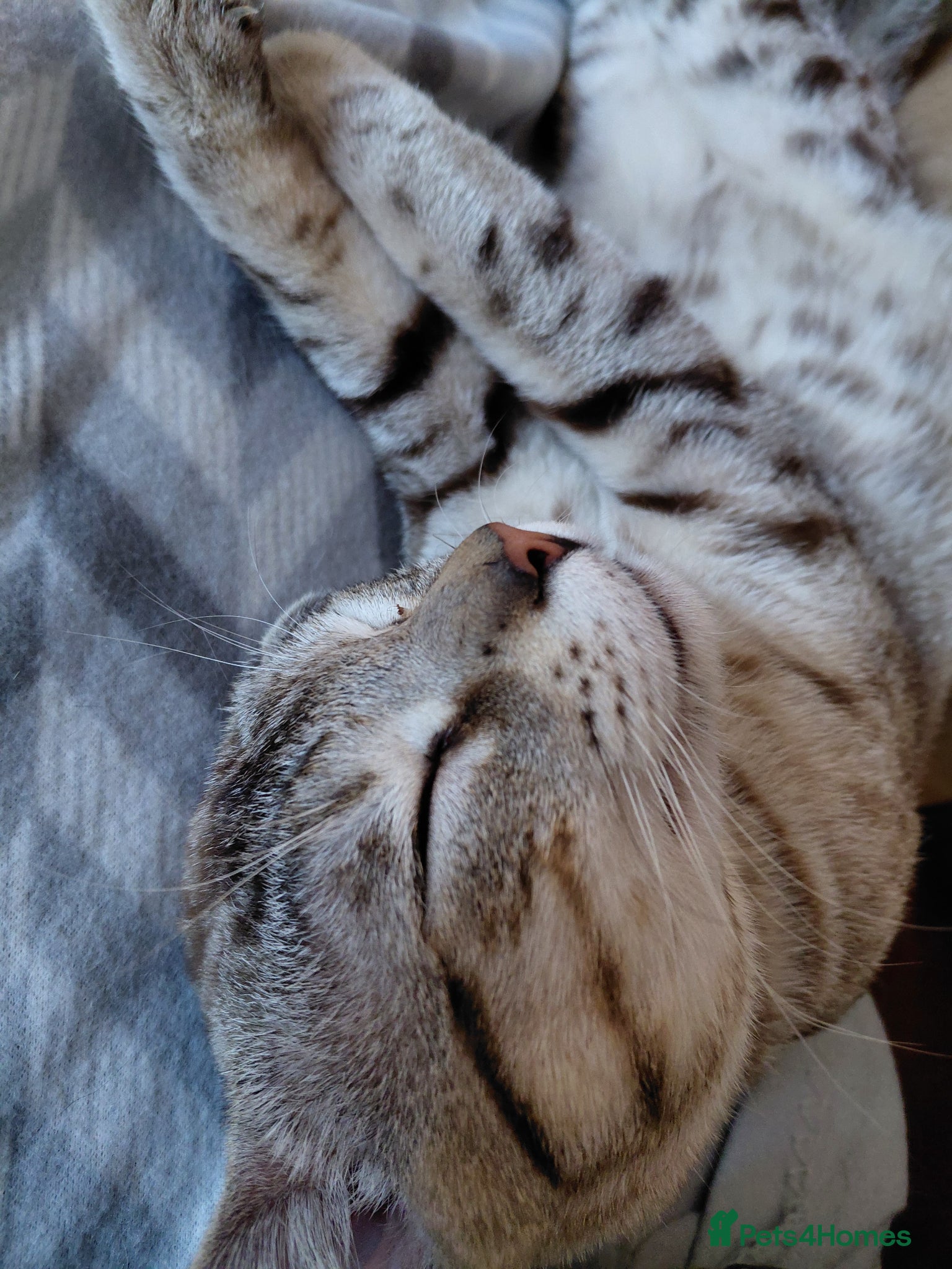 Bengal cats for sale: Snow Bengal cat for sale - Advert 9