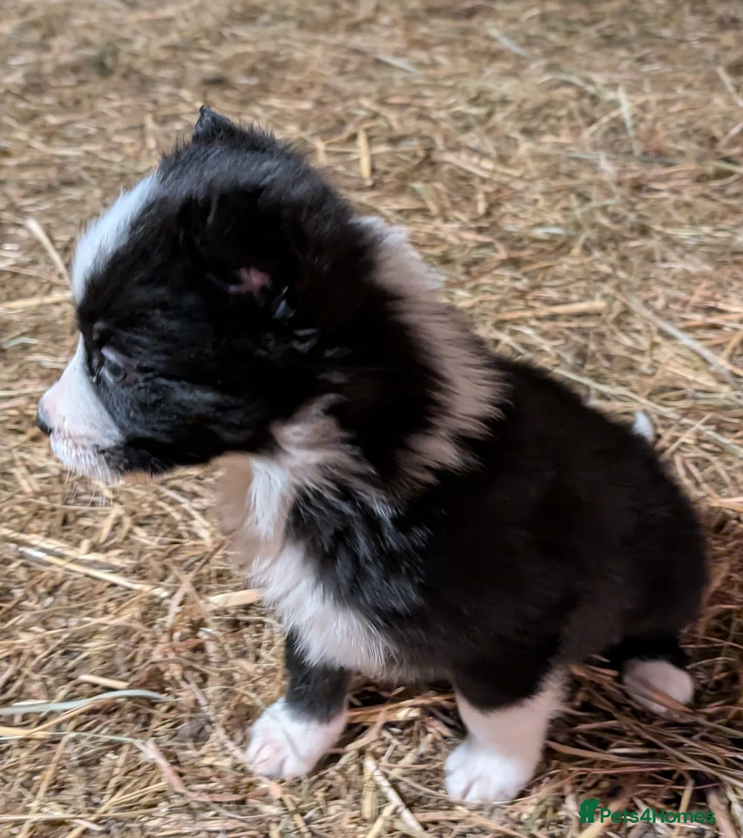 Border Collie dogs for sale: Border Collie Pups ❤️ - Advert 10