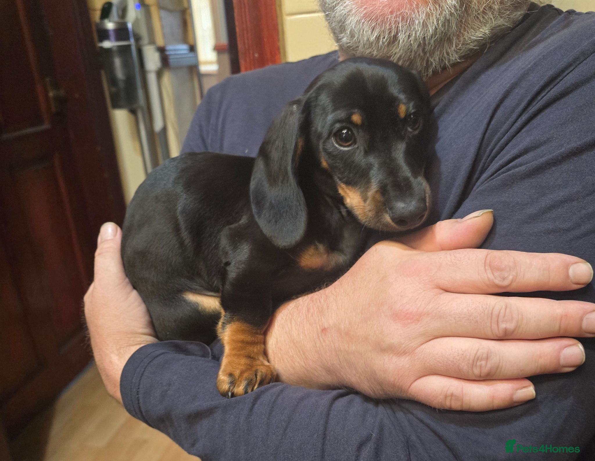 Dachshund dogs Mega cute half long haired dachshund puppies  - Advert 6