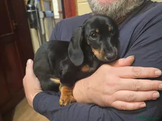 Dachshund dogs Mega cute half long haired dachshund puppies - Advert 6
