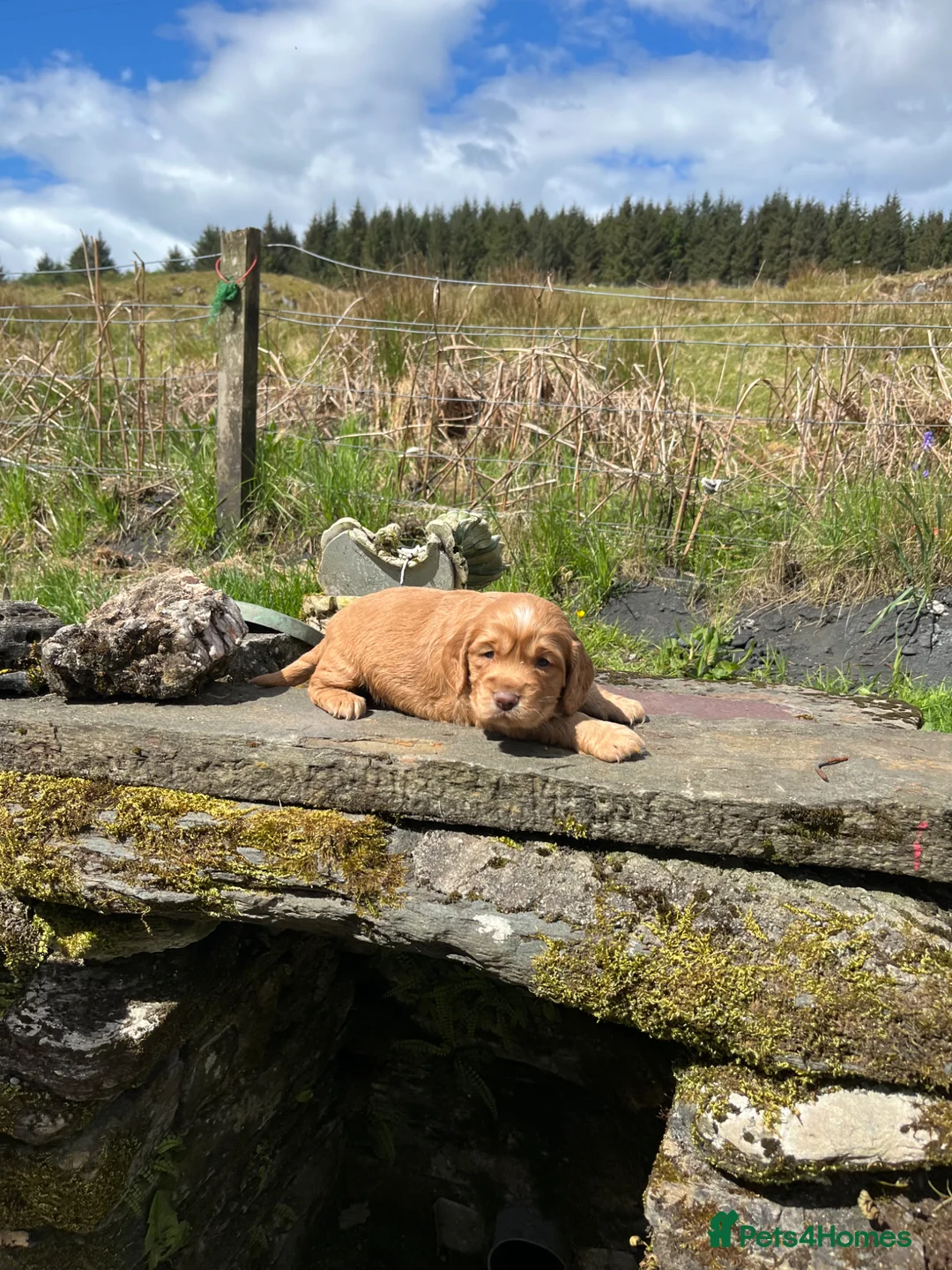 Cocker Spaniel dogs for sale: 4th GEN KC champion Working Cockers - Advert 1