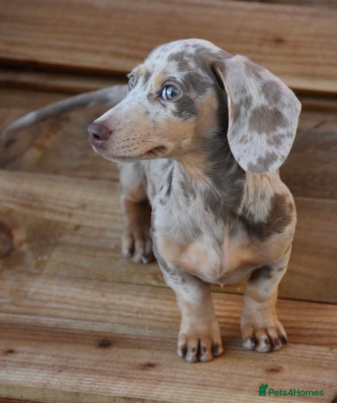 Miniature Dachshund dogs for sale: Miniature Dachshund  - Advert 3