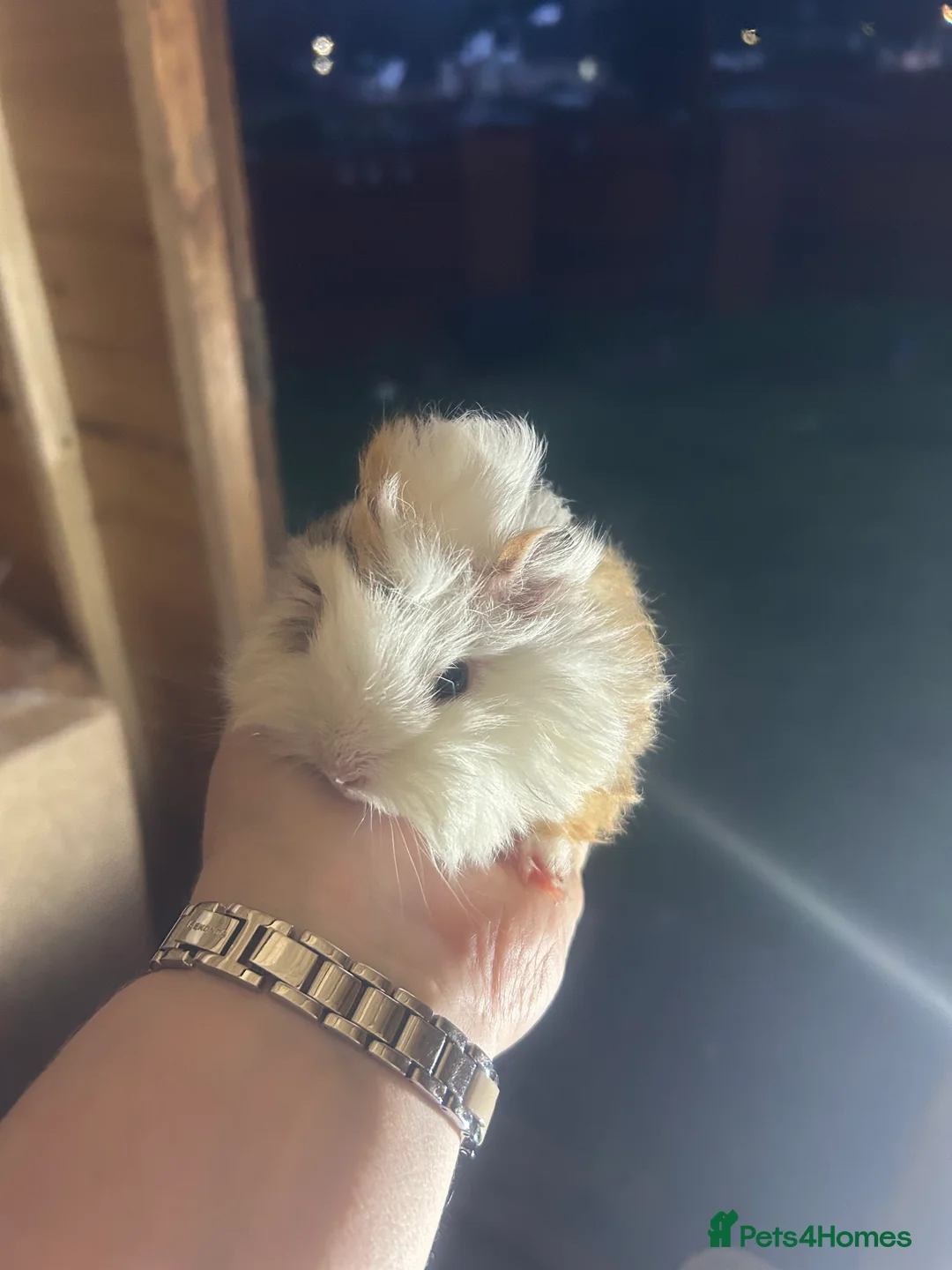 Guinea Pig rodents for sale: Longhair guineapigs  - Advert 14