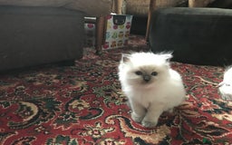 Ragdoll cats for sale: 🐾 GCCF Pedigree ragdolls🐾 - Image 16