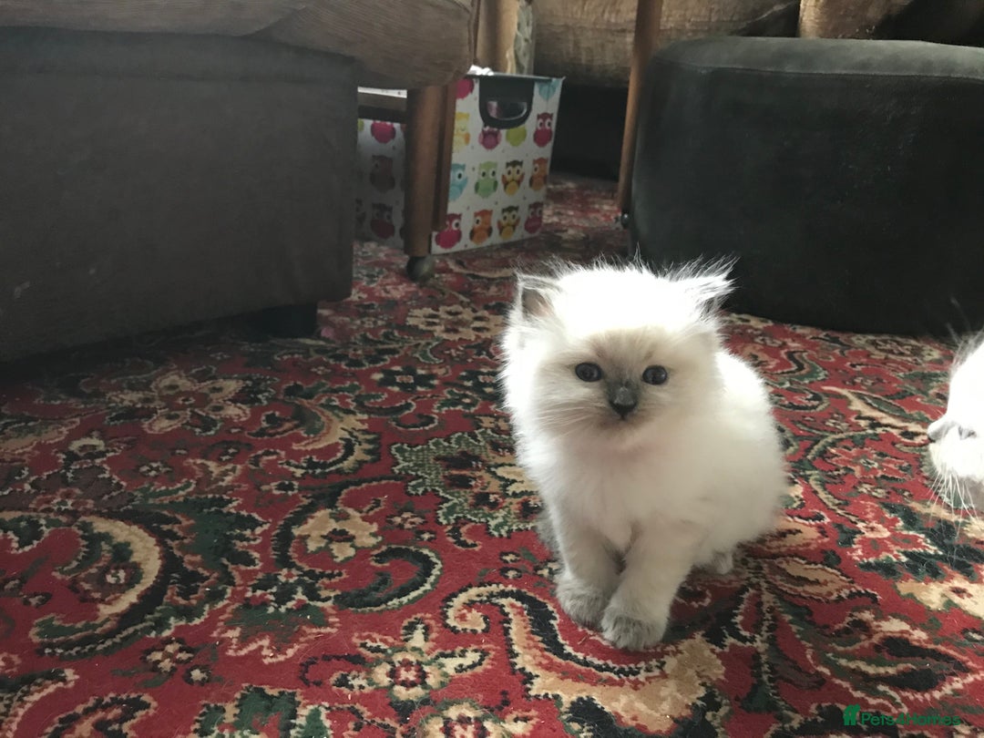 Ragdoll cats for sale: 🐾 GCCF Pedigree ragdolls🐾 - Image 16