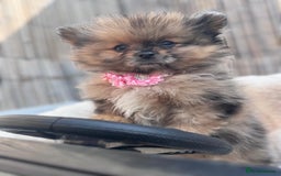 Pomeranian dogs for sale: Tea cup Pomeranians  - Image 9