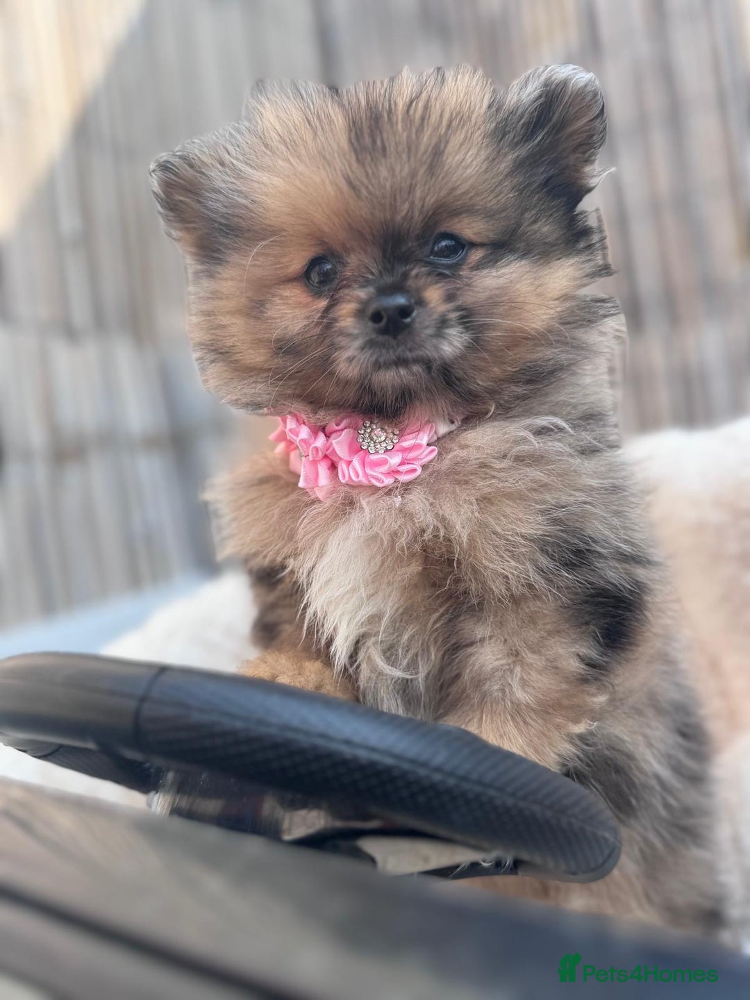 Pomeranian dogs for sale: Tea cup Pomeranians  - Image 9