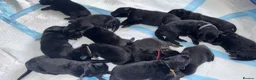German Shepherd dogs for sale: Full pedigree German shepherd Puppies  - Advert 3