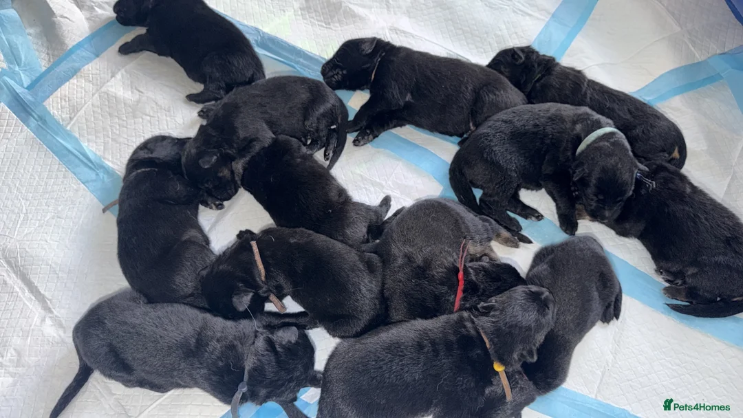 German Shepherd dogs for sale: Full pedigree German shepherd Puppies  - Advert 3