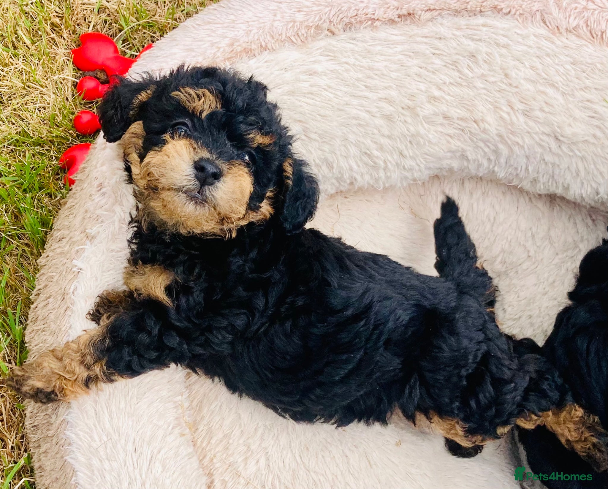 Yorkiepoo dogs for sale: Adorable yorkiepoos - Advert 1