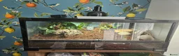 Frog reptiles for sale: Pacman Frog & Full Set Up For Sale  in York - Advert 4