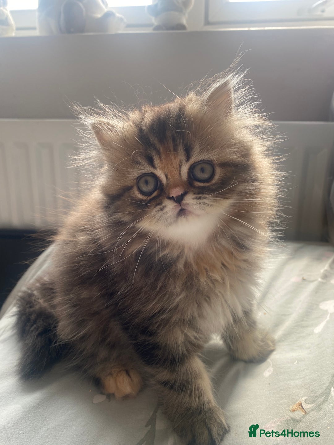 Persian cats for sale: Persian kitten still looking for her forever home  in Gateshead - Image 1