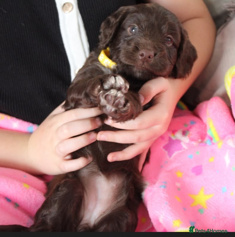 Cockapoo dogs Cockerpoo puppies  - Advert 2
