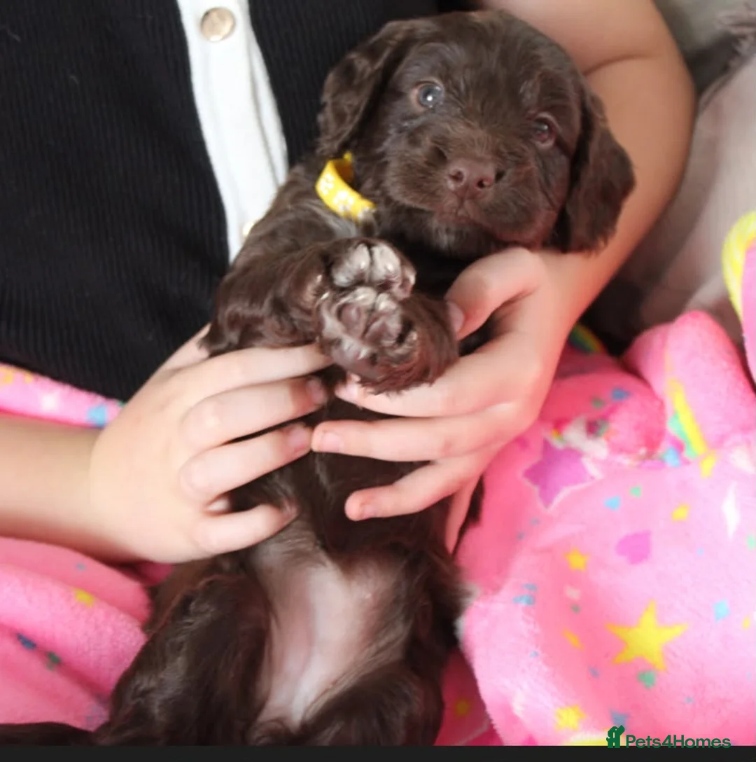 Cockapoo dogs for sale: Cockerpoo puppies  - Advert 2