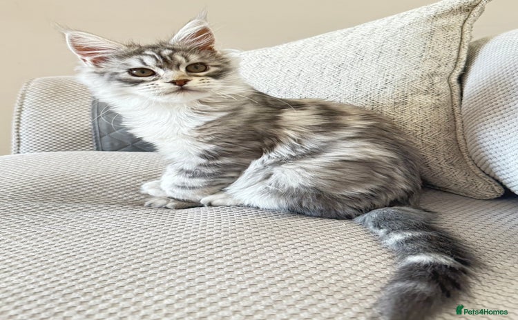 Maine Coon cats - Advert 6