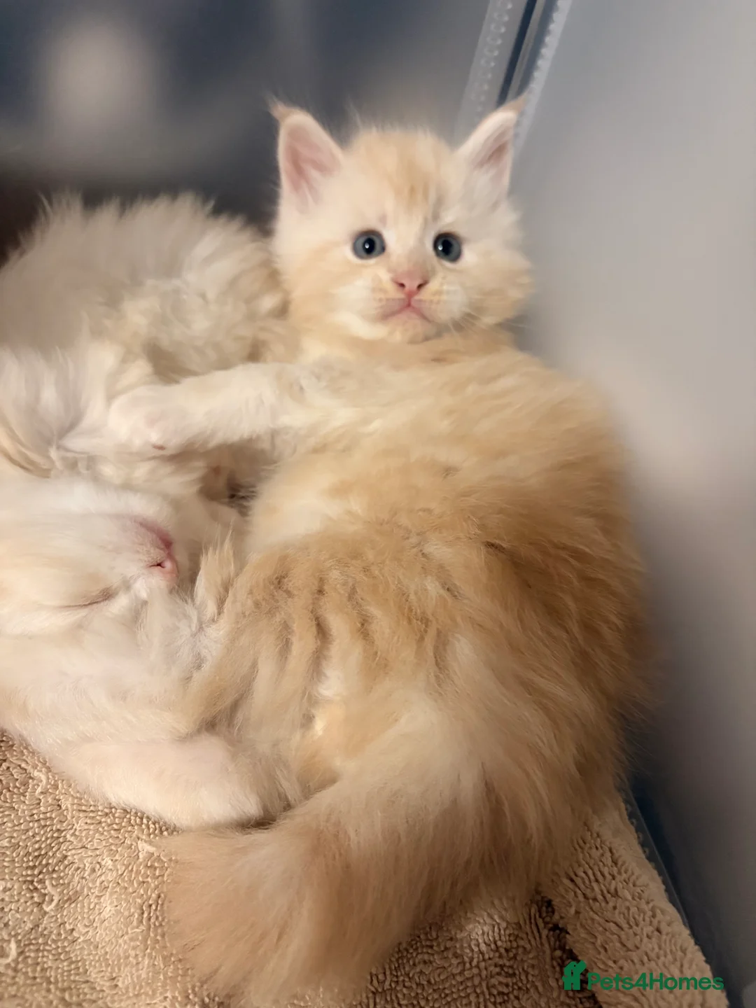Maine Coon cats for sale: Amazing light babies great pedigree - Advert 12