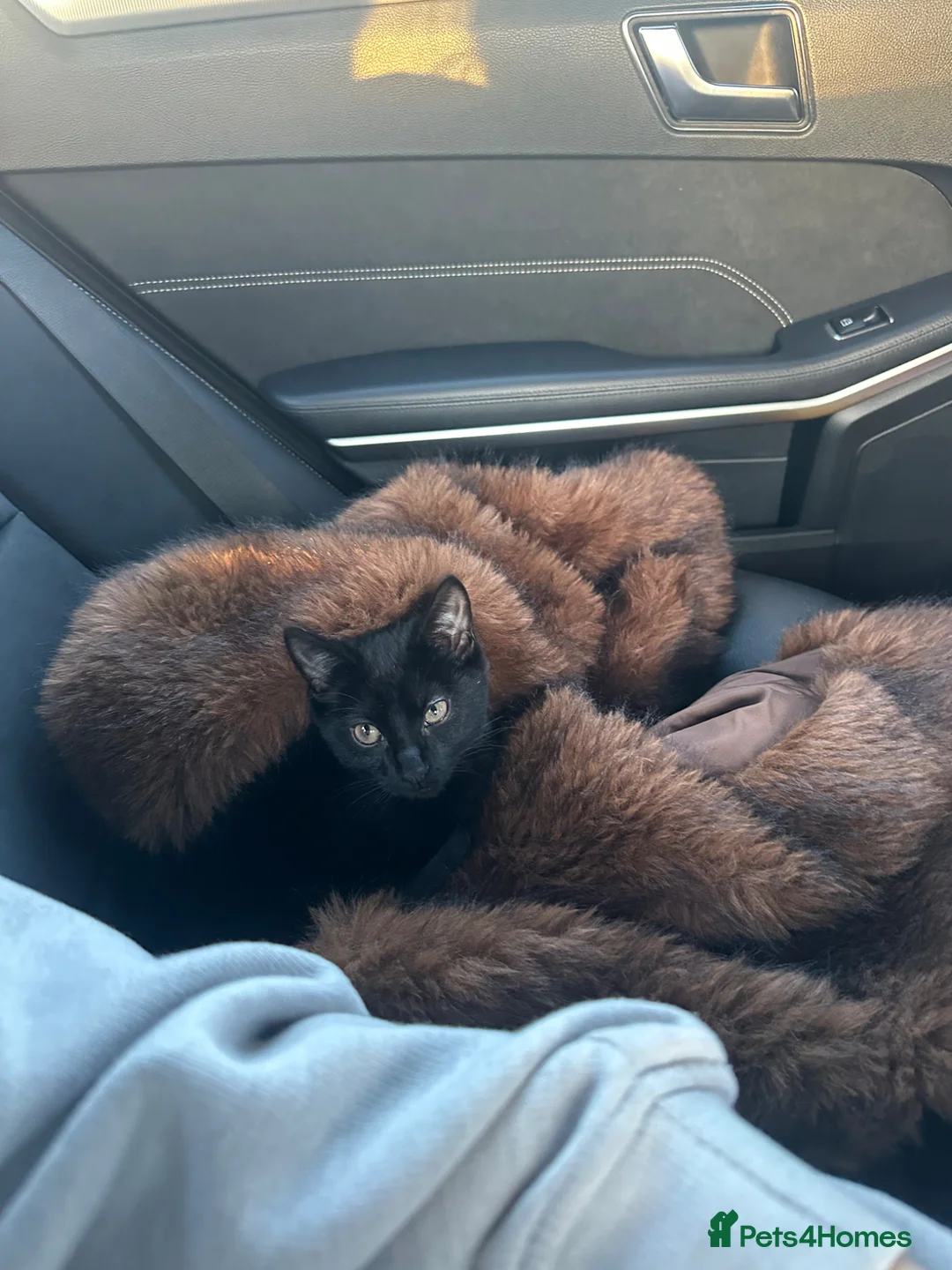Mixed Breed cats for sale: 5 month Beautiful Black Cat  in Leicester - Advert 2
