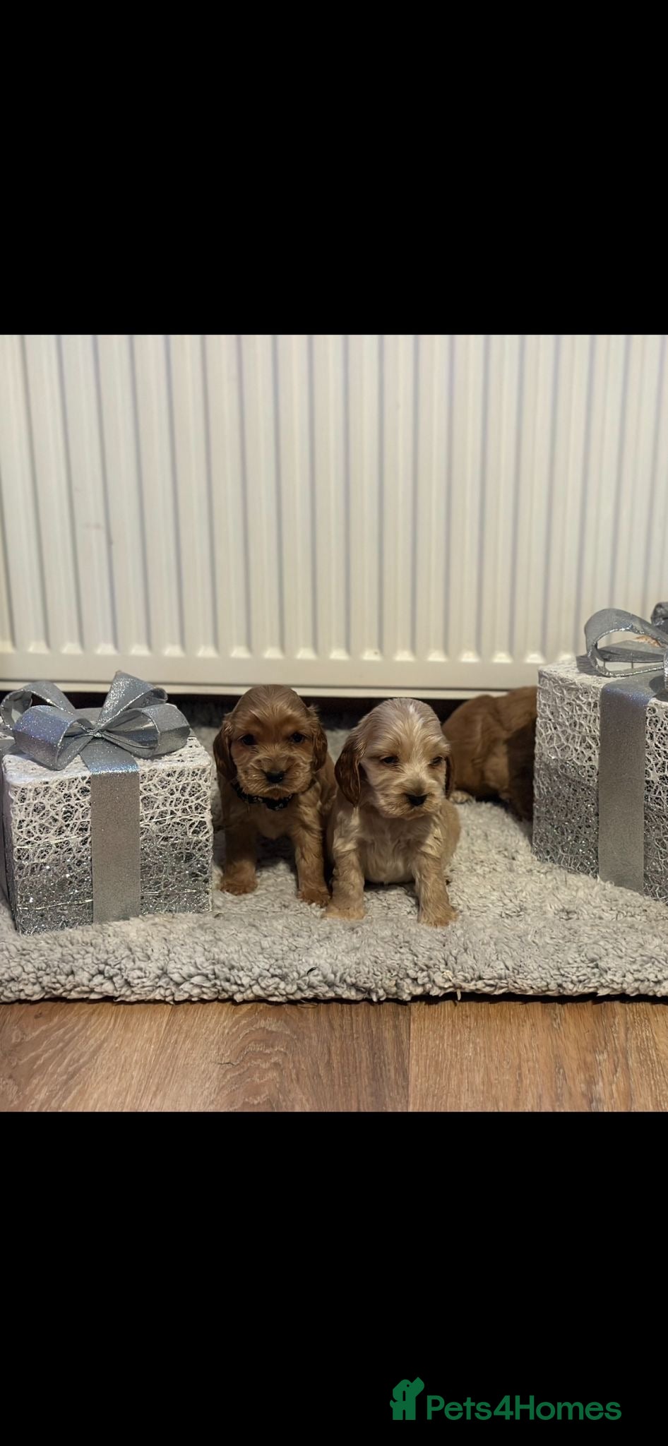 Cocker Spaniel dogs 🌟STUNNING SHOW COCKER SPANIEL PUPPIES🌟 - Advert 11