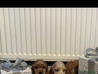 Cocker Spaniel dogs 🌟STUNNING SHOW COCKER SPANIEL PUPPIES🌟 - Advert 16