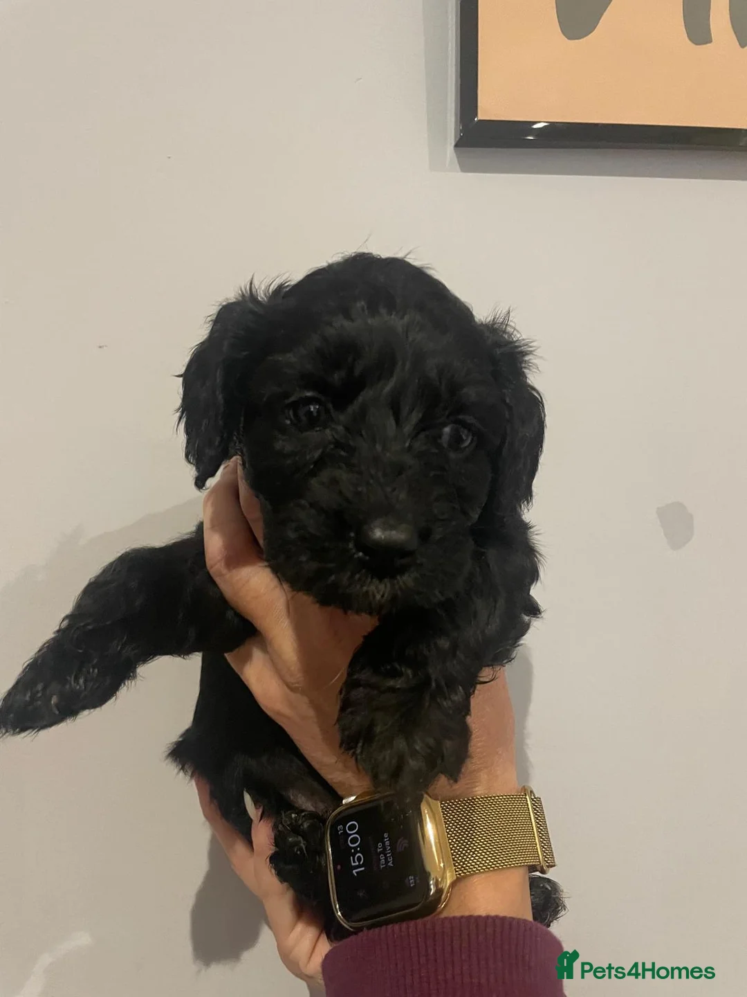 Cavapoo dogs for sale: Beautiful Cavapoo puppies for sale  - Advert 7