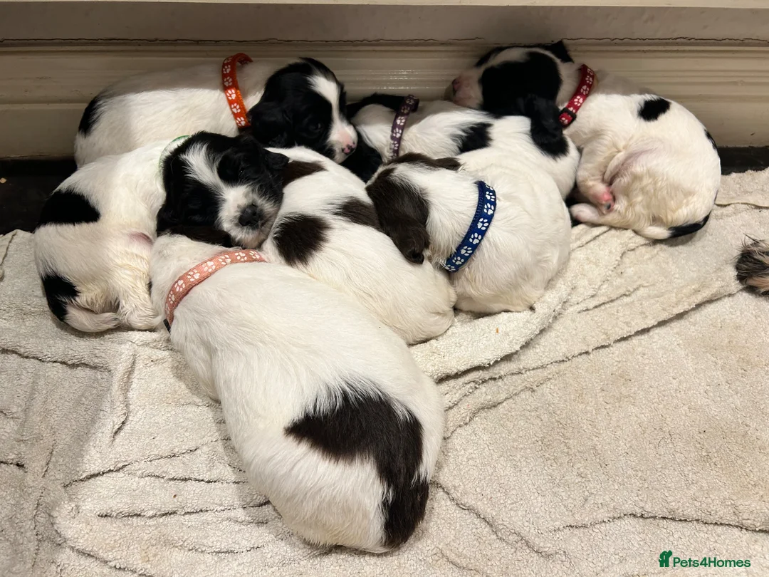 English Springer Spaniel dogs for sale: Springer Spaniel Bitch - Advert 2