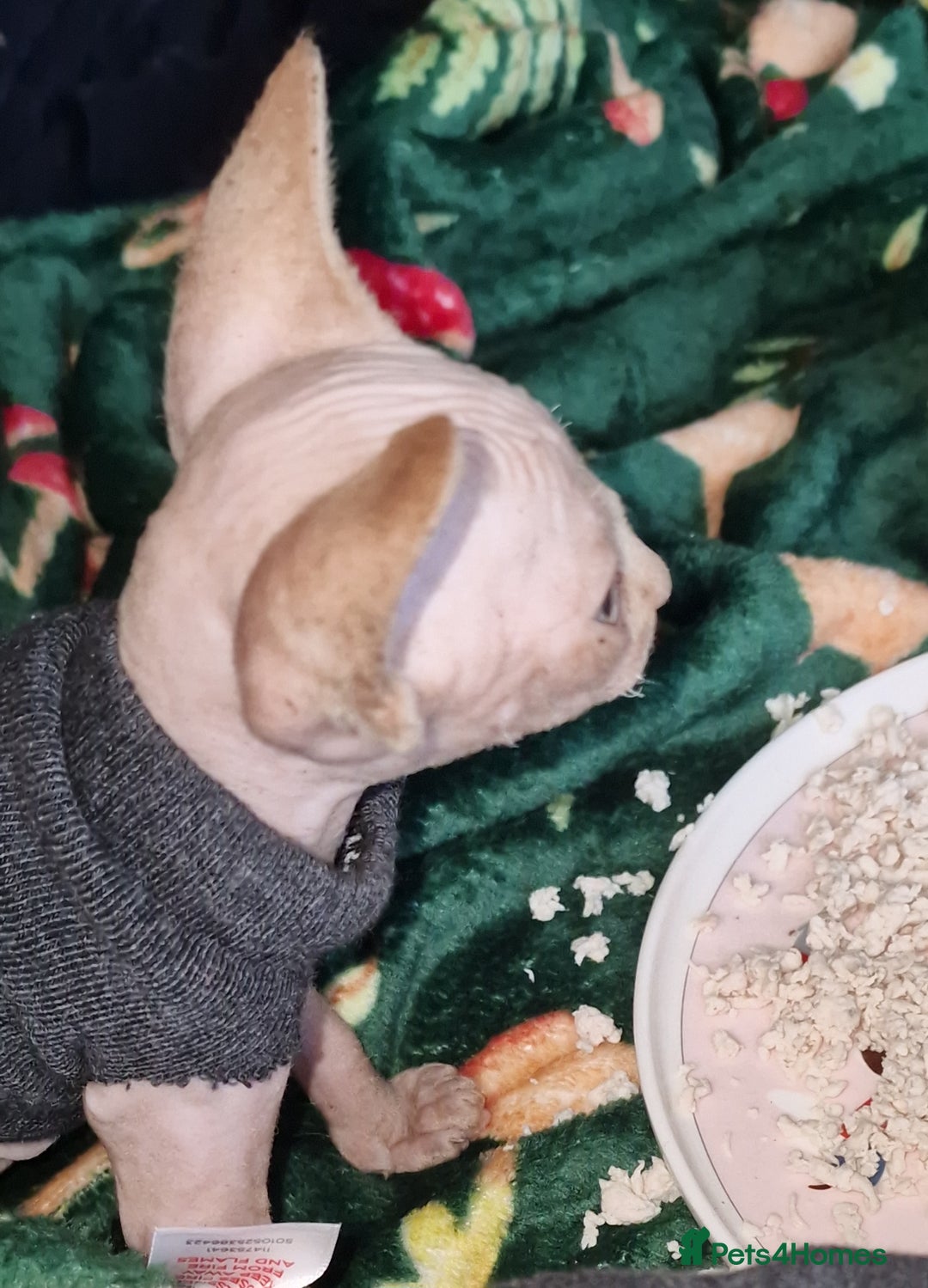 Sphynx cats for sale: Gorgeous Canadian Sphynx kittens - Image 15