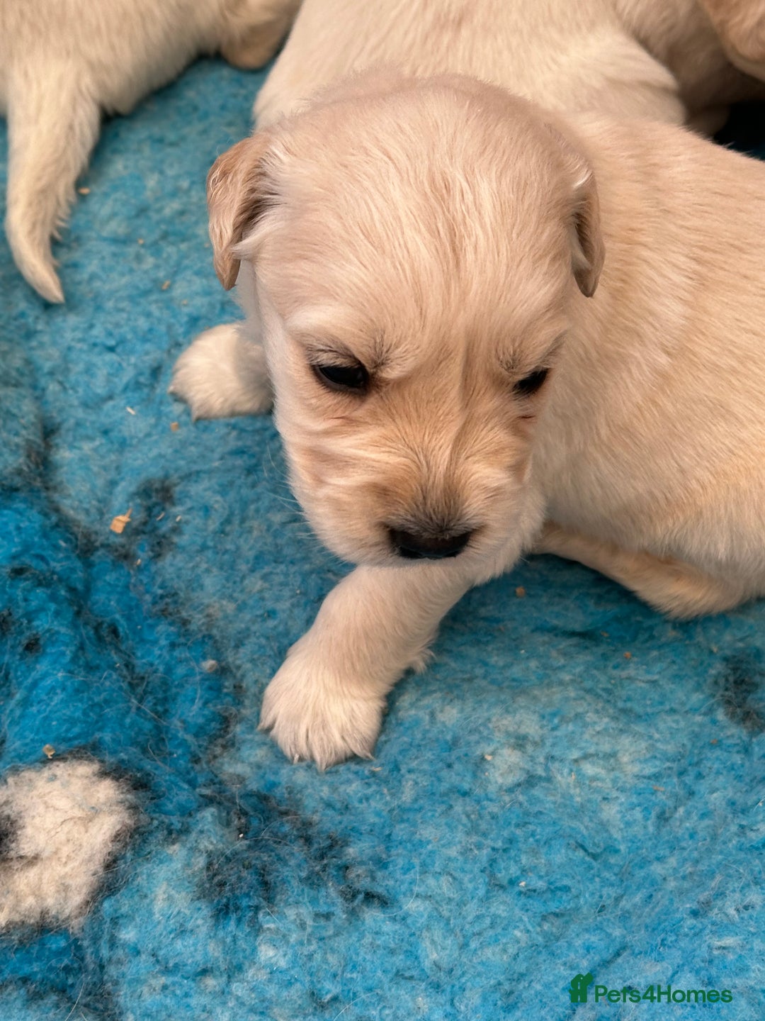 Golden Retriever dogs for sale: Golden Retriever Puppies  - Image 4