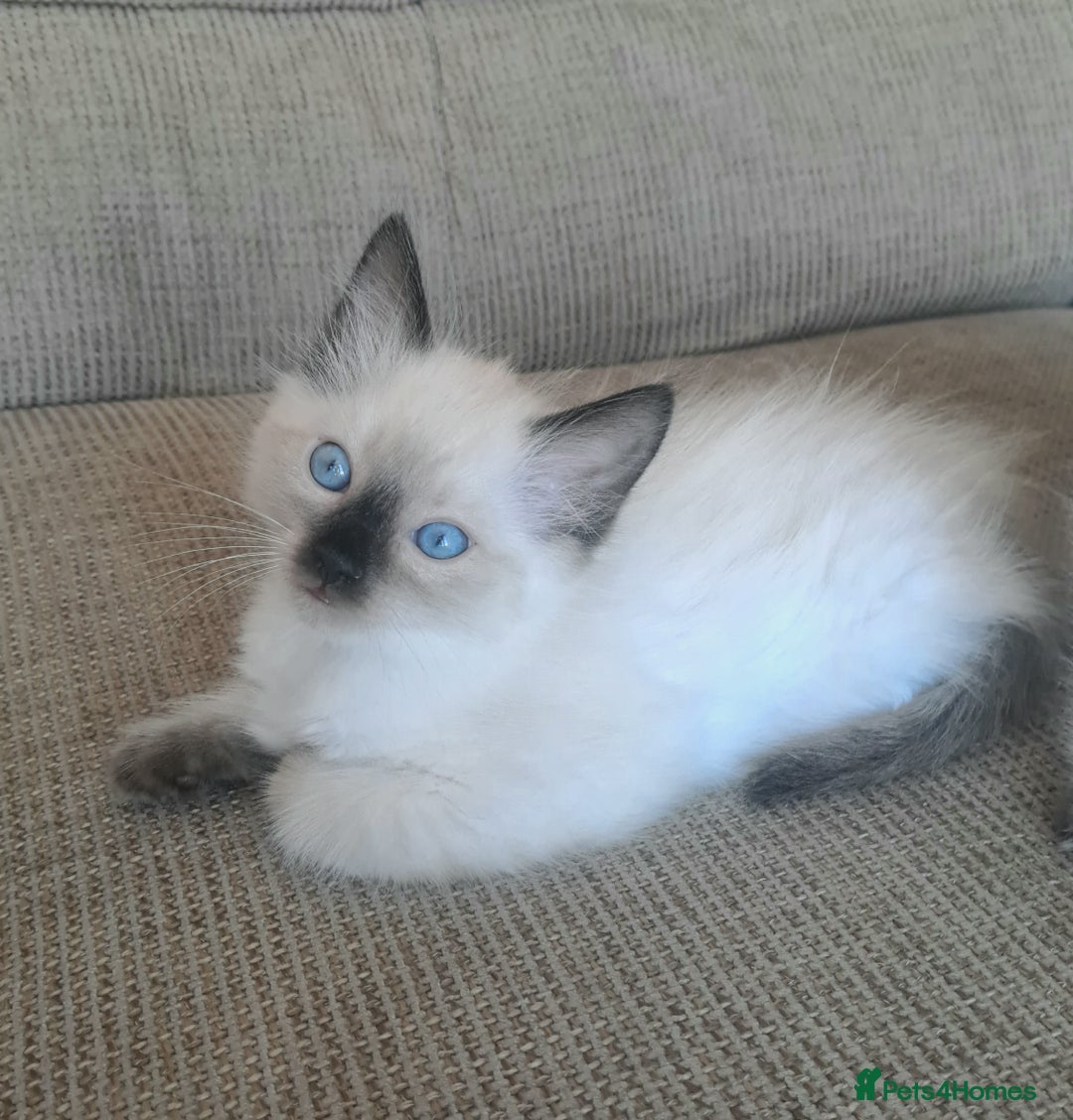 Ragdoll cats for sale: Gorgeous ragdoll kittens - 1 girl left - Image 3