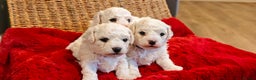 Bichon Frise dogs for sale: Sweet Bichon Frise puppies- Champion Bloodline  - Advert 25