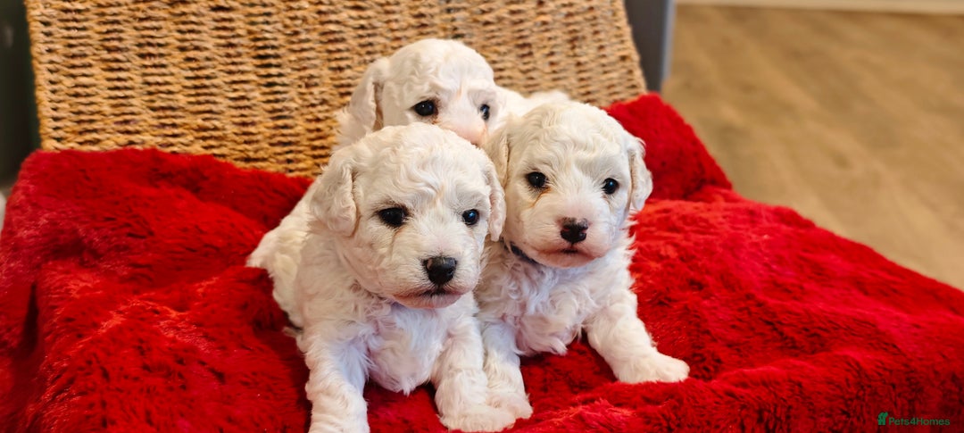 Bichon Frise dogs for sale: Sweet Bichon Frise puppies- Champion Bloodline  - Advert 25