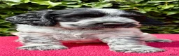 Cocker Spaniel dogs for sale: Show Type Cocker Spaniel Blue Roan - Advert 5
