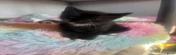 Mixed Breed cats for sale: Two Black and White girls - Advert 2