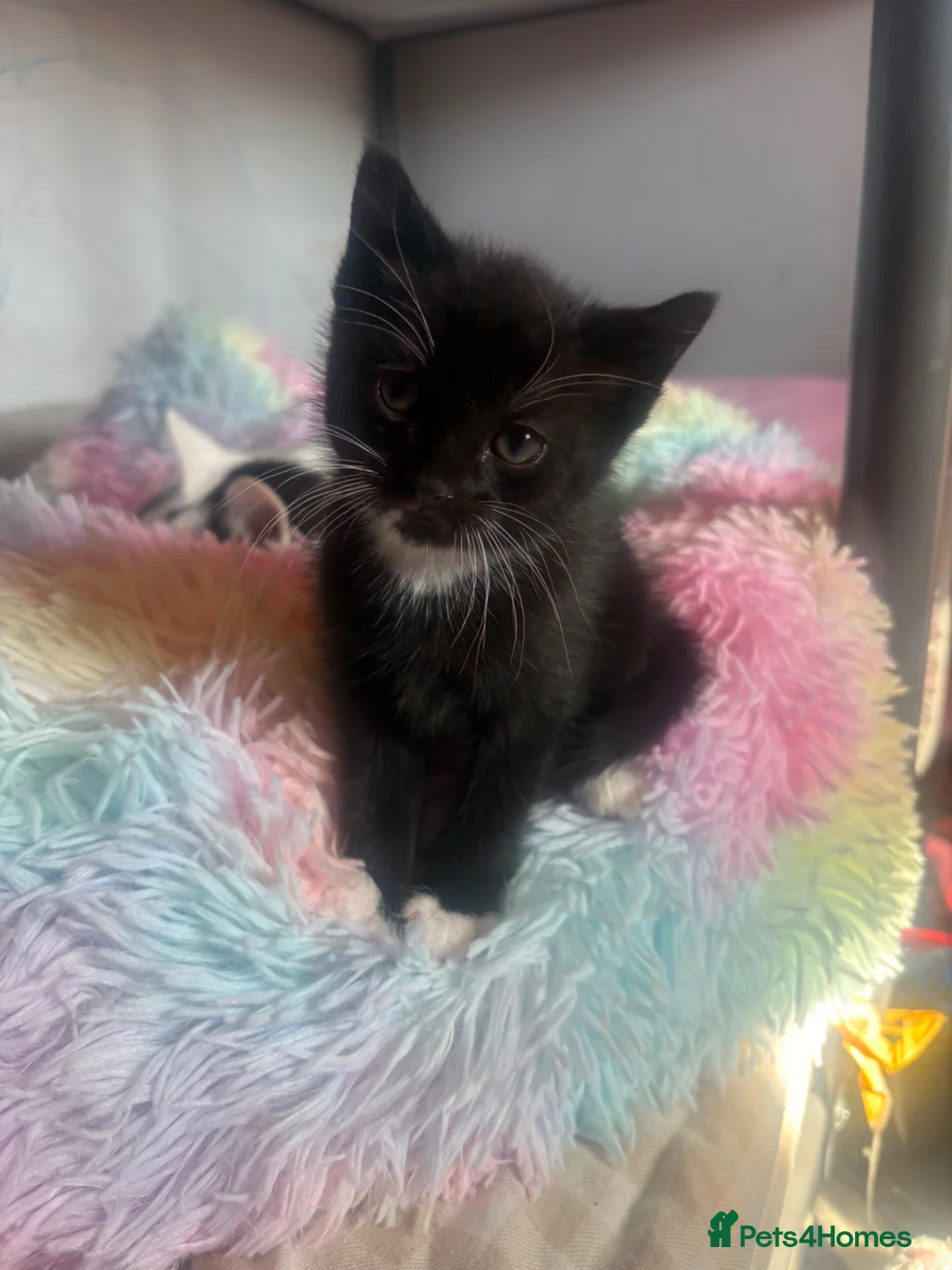 Mixed Breed cats for sale: Two Black and White girls - Advert 2