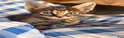 Mixed Breed cats for sale: Savannah cross kittens  - Advert 7