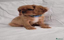Cavalier King Charles Spaniel dogs for sale: Stunning Cavalier Puppies–Champ Blood,HealthTested - Image 5