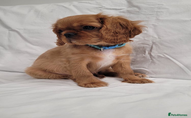 Cavalier King Charles Spaniel dogs - Advert 4