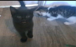 Mixed Breed cats for sale: 7 gorgeous kittens READY NOW - Image 24