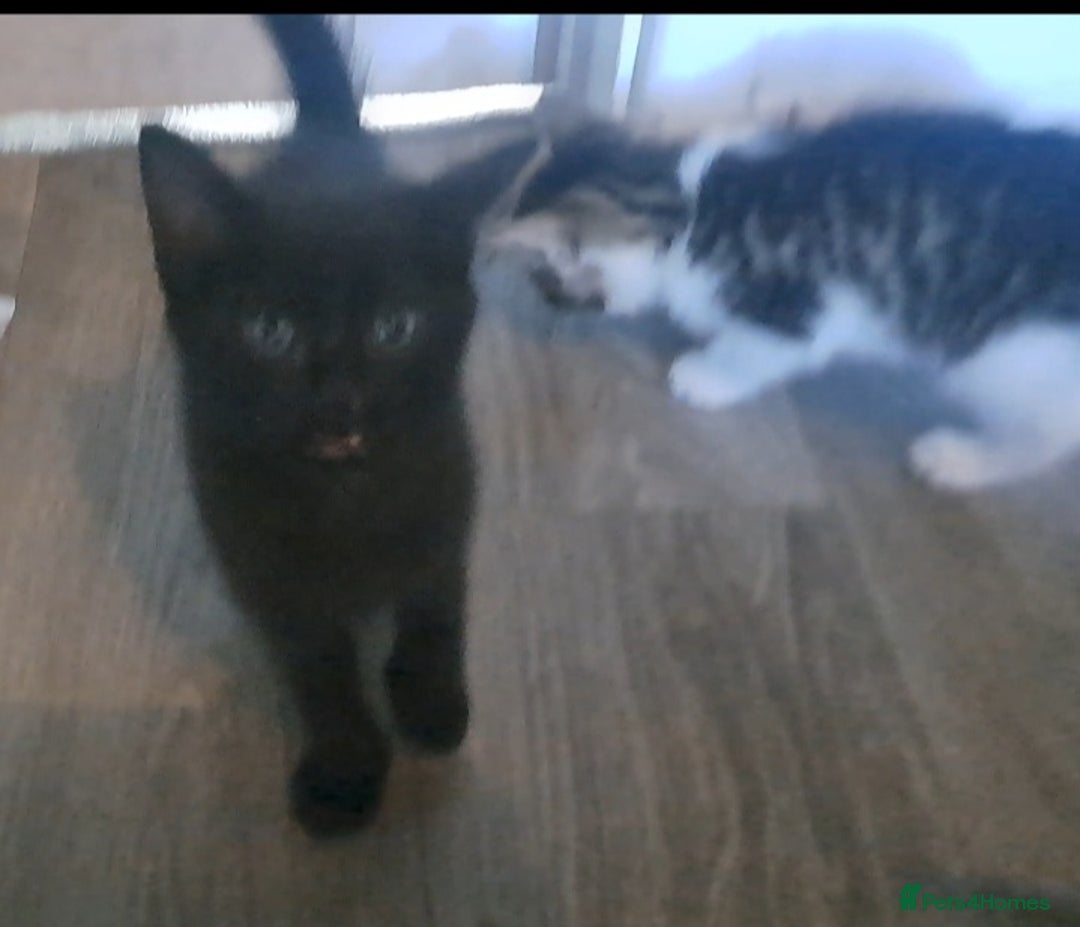 Mixed Breed cats for sale: 7 gorgeous kittens READY NOW - Image 24