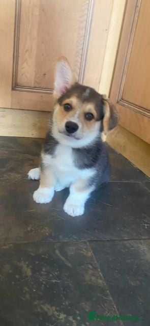 Welsh Corgi Pembroke dogs Gorgeous RKC reg corgi's DNA health tested parents - Advert 2