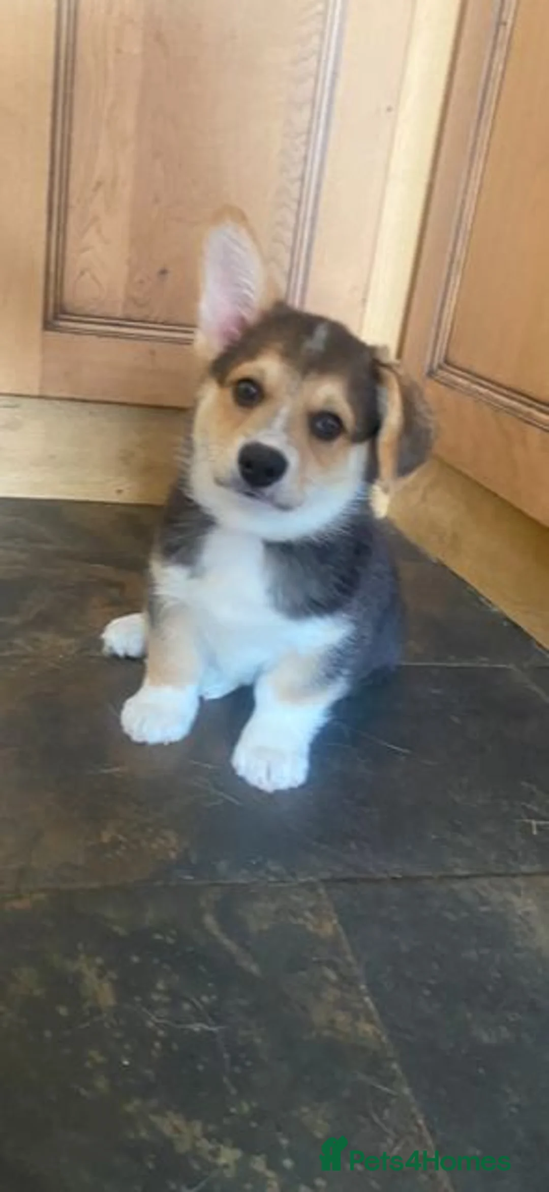 Welsh Corgi Pembroke dogs for sale: Gorgeous RKC reg corgi's DNA health tested parents - Advert 2