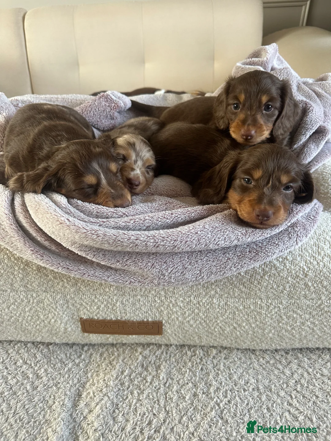 Miniature Dachshund dogs for sale: Top quality long haired miniature dachshunds  - Advert 2