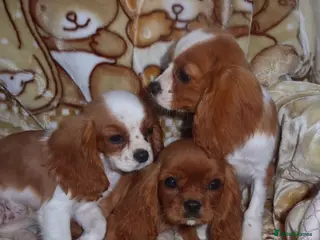 Cavalier King Charles Spaniel dogs Gorgeous cavalier puppies - Advert 3