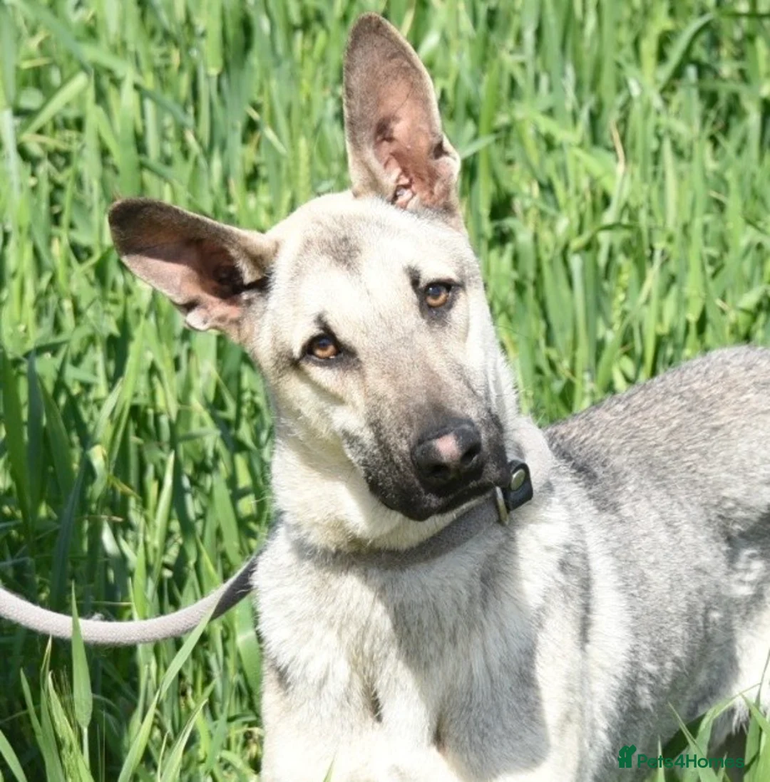 Mixed Breed dogs for adoption: Sweet boy Timo needs a home  - Advert 1