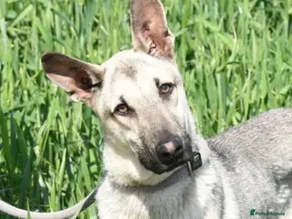 Mixed Breed dogs Sweet boy Timo needs a home - Advert 1