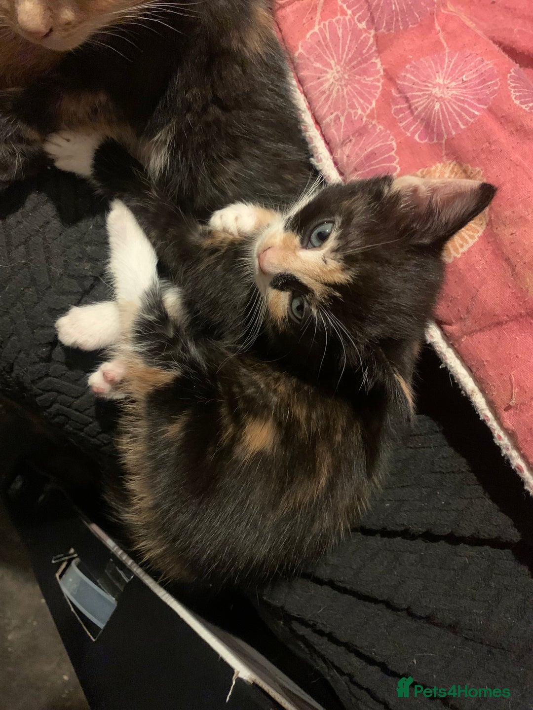 Mixed Breed cats for sale: 4 Kittens for sale  - Advert 4