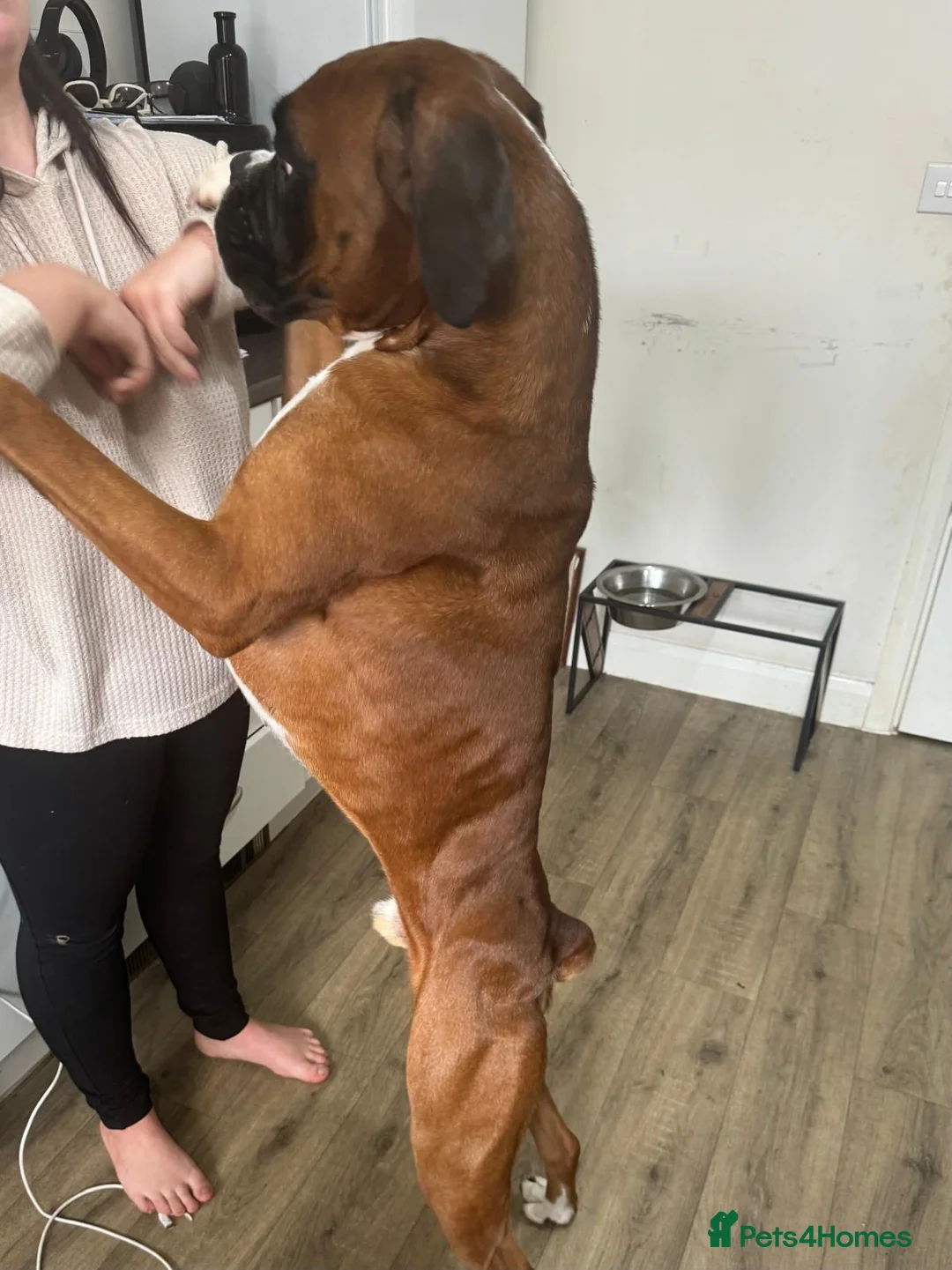 Boxer dogs for stud: SHOW WORTHY BOB TAIL BOXER STUD in Rugby - Advert 2